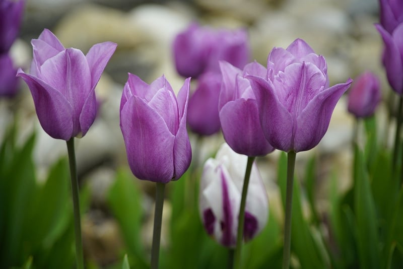 Seasonal blooms